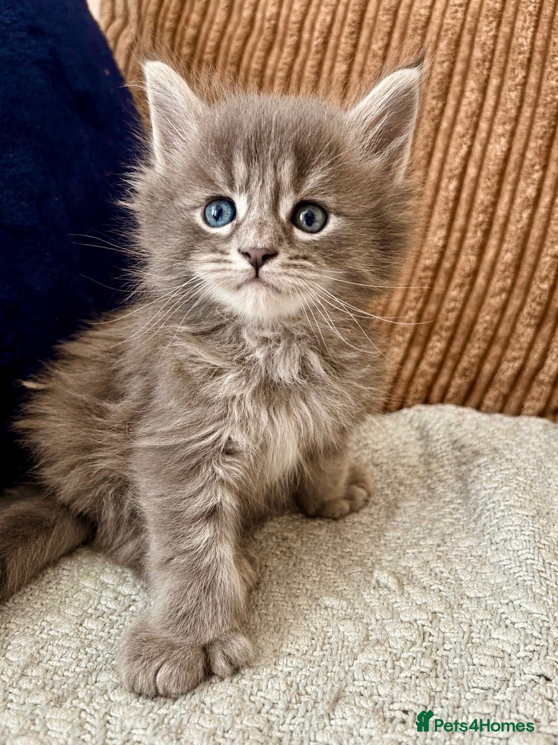 Maine Coon cats Tica registered mainecoon kittens ready to view - Advert 1