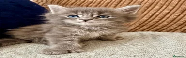 Maine Coon 1 polydactyl 
