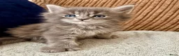 Maine Coon cats for sale: Tica registered mainecoon kittens ready to view - Advert 1
