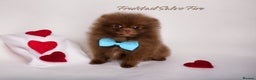 Pomeranian dogs for stud: 1.8kg Tiny Choco Carry Tan Blue Lilac DNA tested in Rotherham - Advert 34
