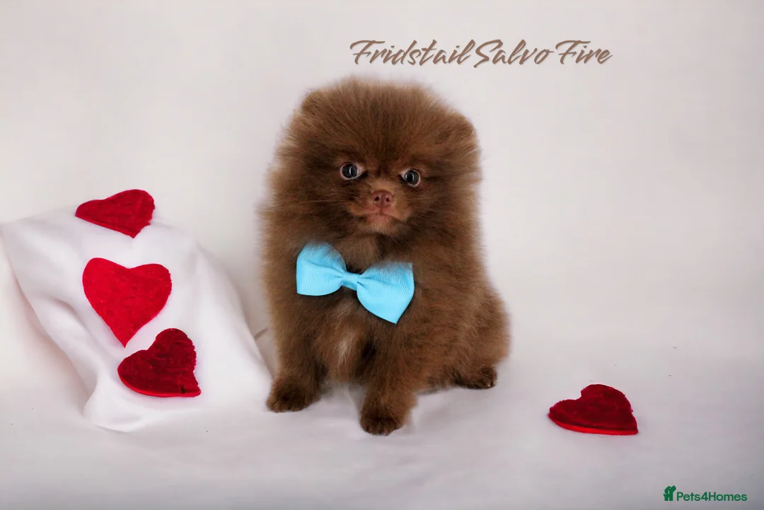 Pomeranian dogs for stud: 1.8kg Tiny Choco Carry Tan Blue Lilac DNA tested in Rotherham - Advert 34