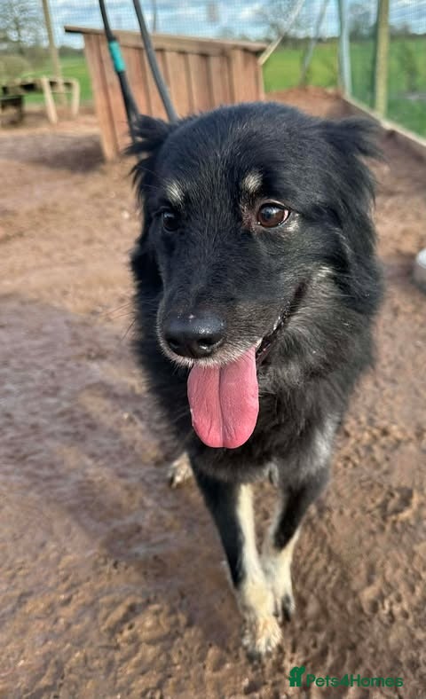 Mixed Breed dogs Meet Roxie, currently residing in Cheshire - Advert 4