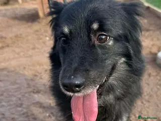 Mixed Breed dogs Meet Roxie, currently residing in Cheshire - Advert 4