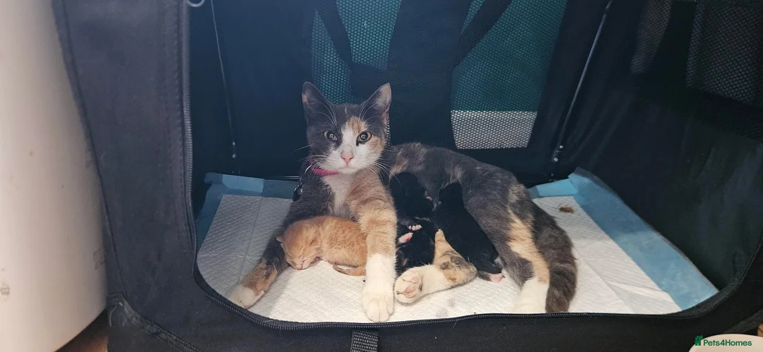 Mixed Breed cats for sale: 3 lovely kittens for sale: Calico, Ginger, Tuxedo in Aylesbury - Advert 1