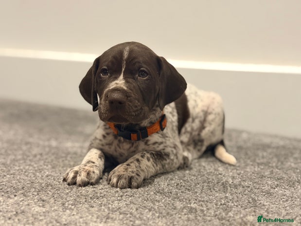 German Shorthaired Pointer dogs 3 Males GSPs Available - Advert 1