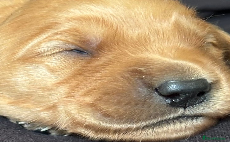 Golden Retriever dogs - Advert 4