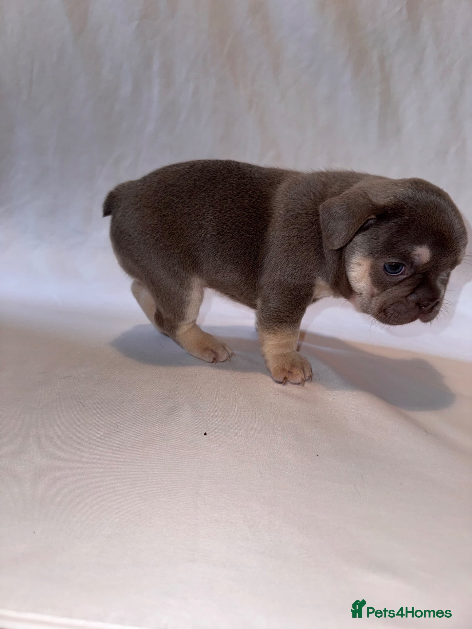 French Bulldog dogs for sale: Exceptional French Bulldog Puppies in Bristol - Advert 34