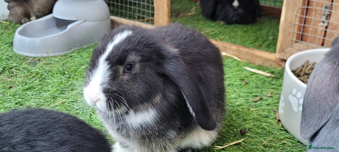 Mini Lop rabbits for sale: Beautiful Mini Lops - READY TO LEAVE  - Image 6