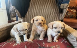 Jack Russell dogs for sale: Jack Russel Puppies - Image 2