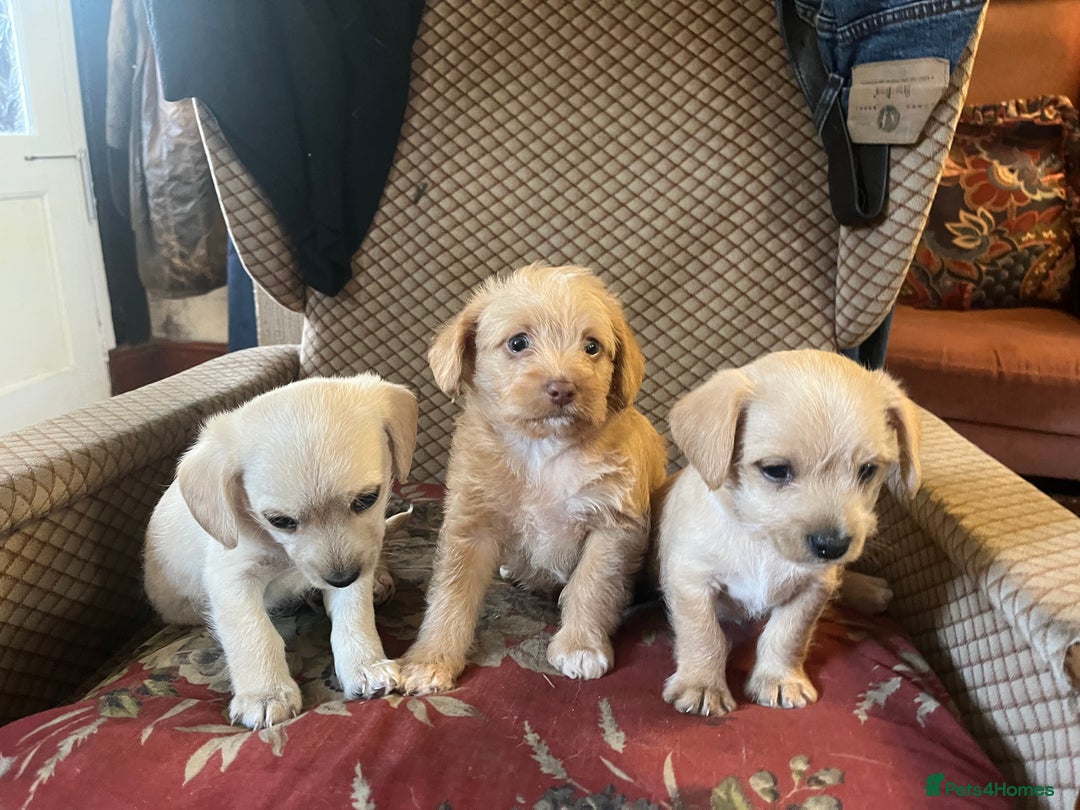 Jack Russell dogs for sale: Jack Russel Puppies - Image 2