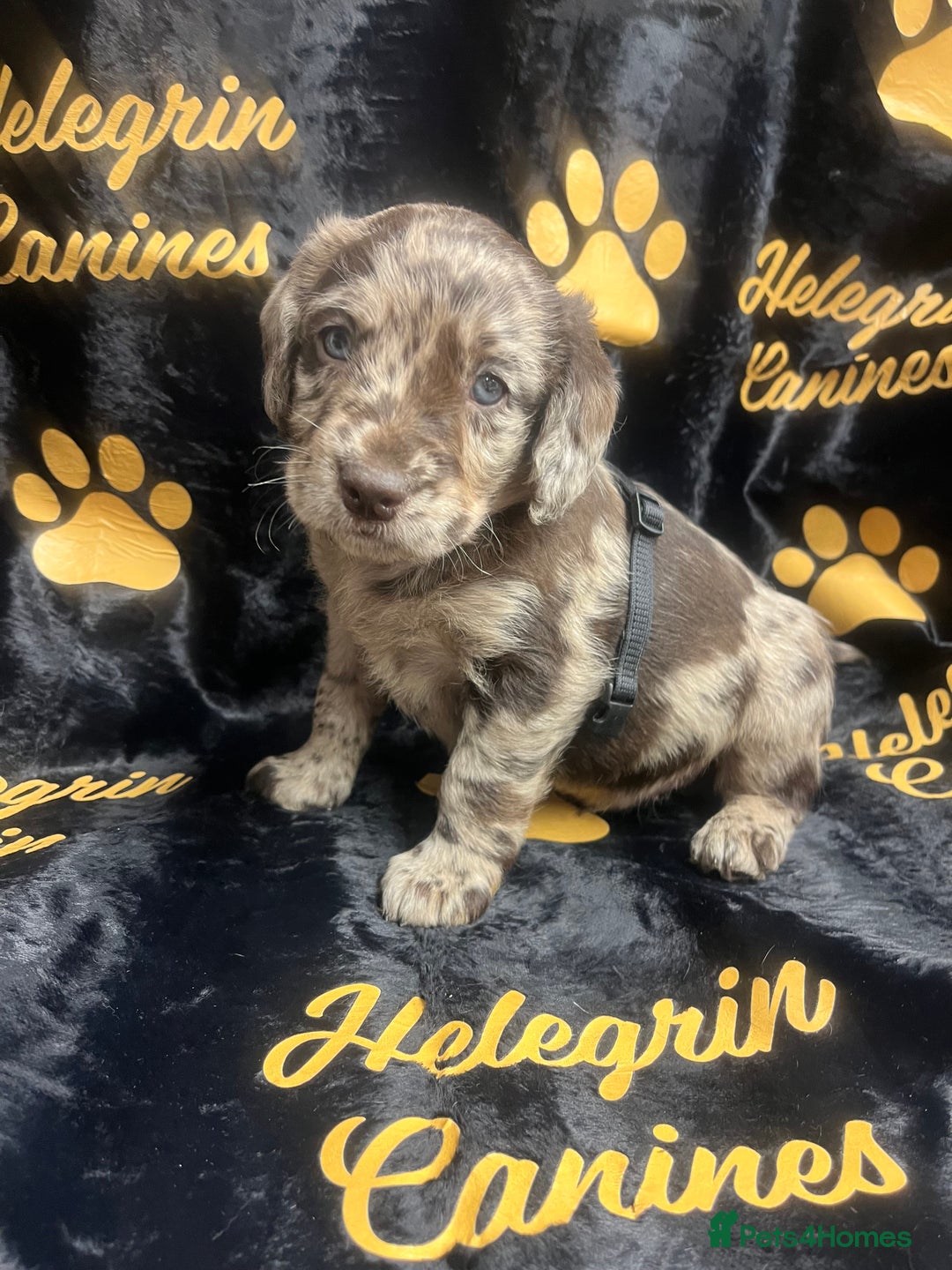 Labradoodle dogs for sale: 5 ⭐️ licensed Home breeder - Advert 21