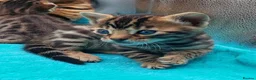 Bengal cats for sale: Beautiful Bengal kittens  - Advert 16