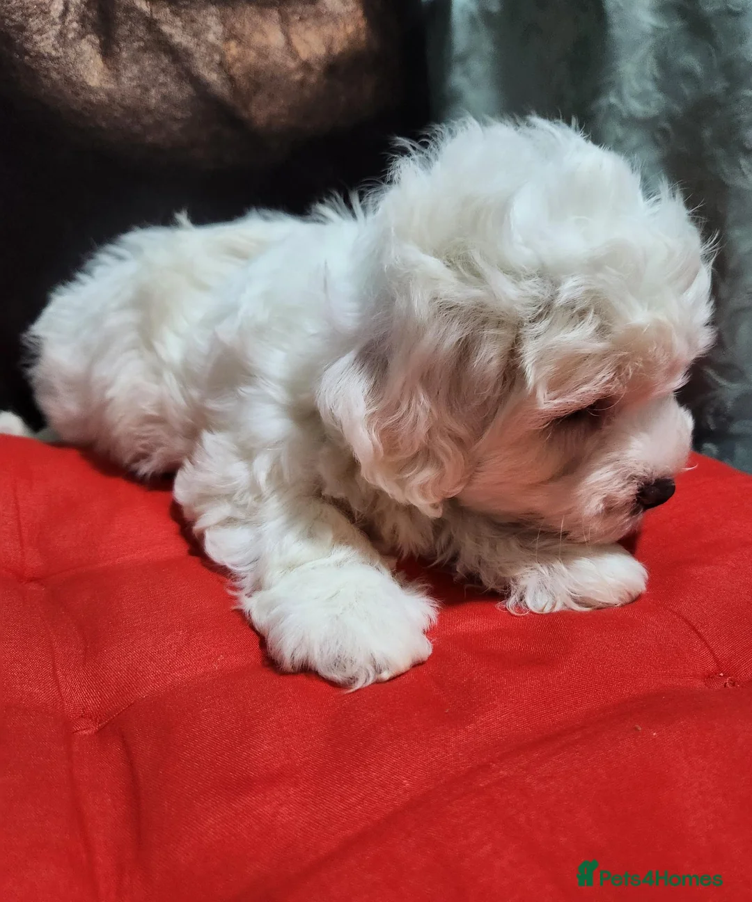 Bichon Frise dogs for sale: Bichon frise,, - Advert 2