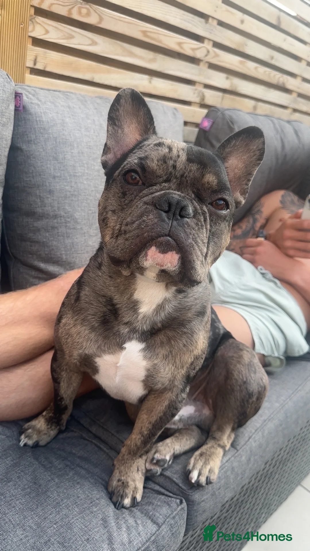 French Bulldog dogs for stud: MERLE & TAN FRENCH BULLDOG STUD - Advert 2