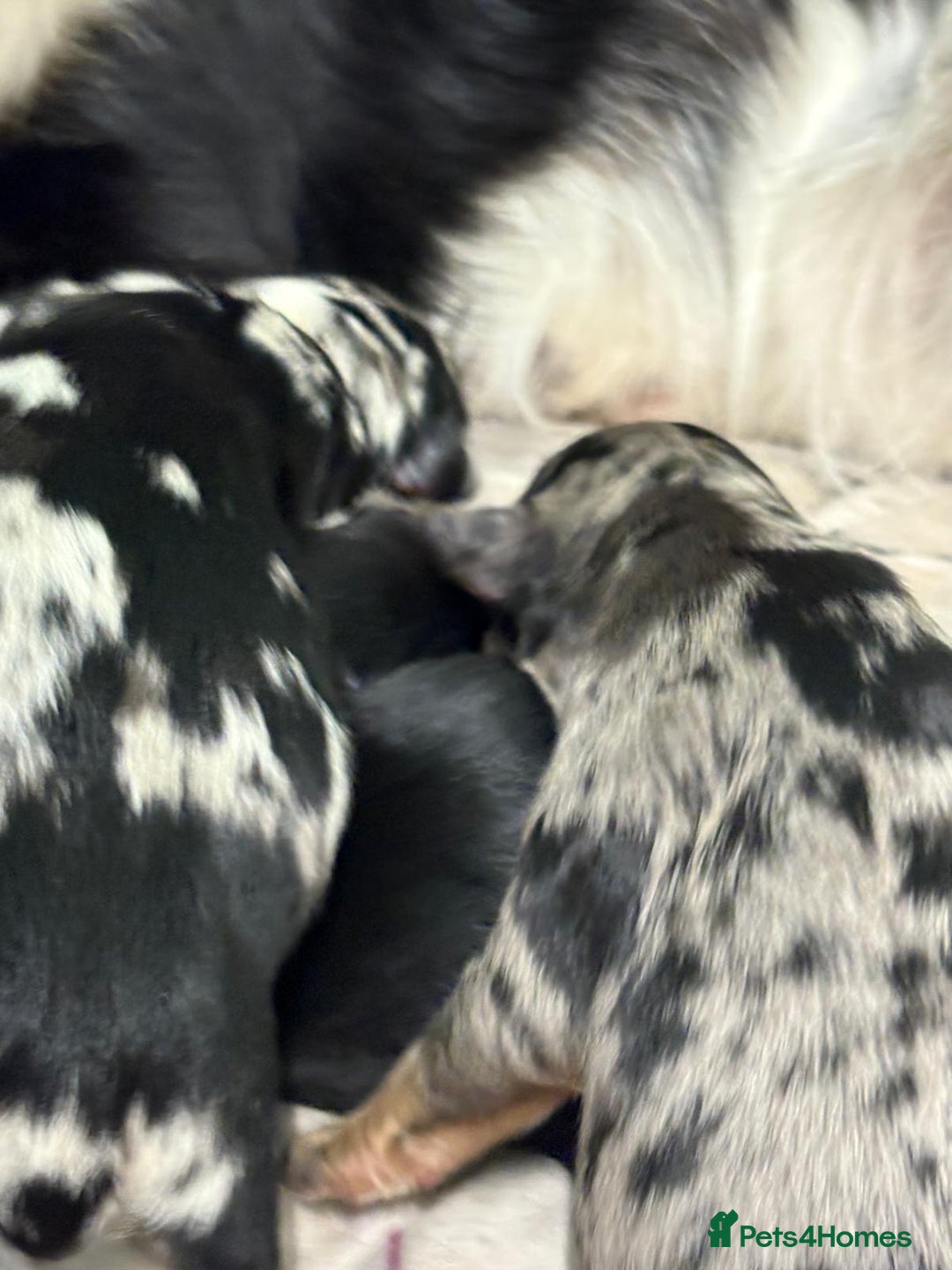 Mixed Breed dogs for sale: Blue merle and golden retriever puppies - Image 6