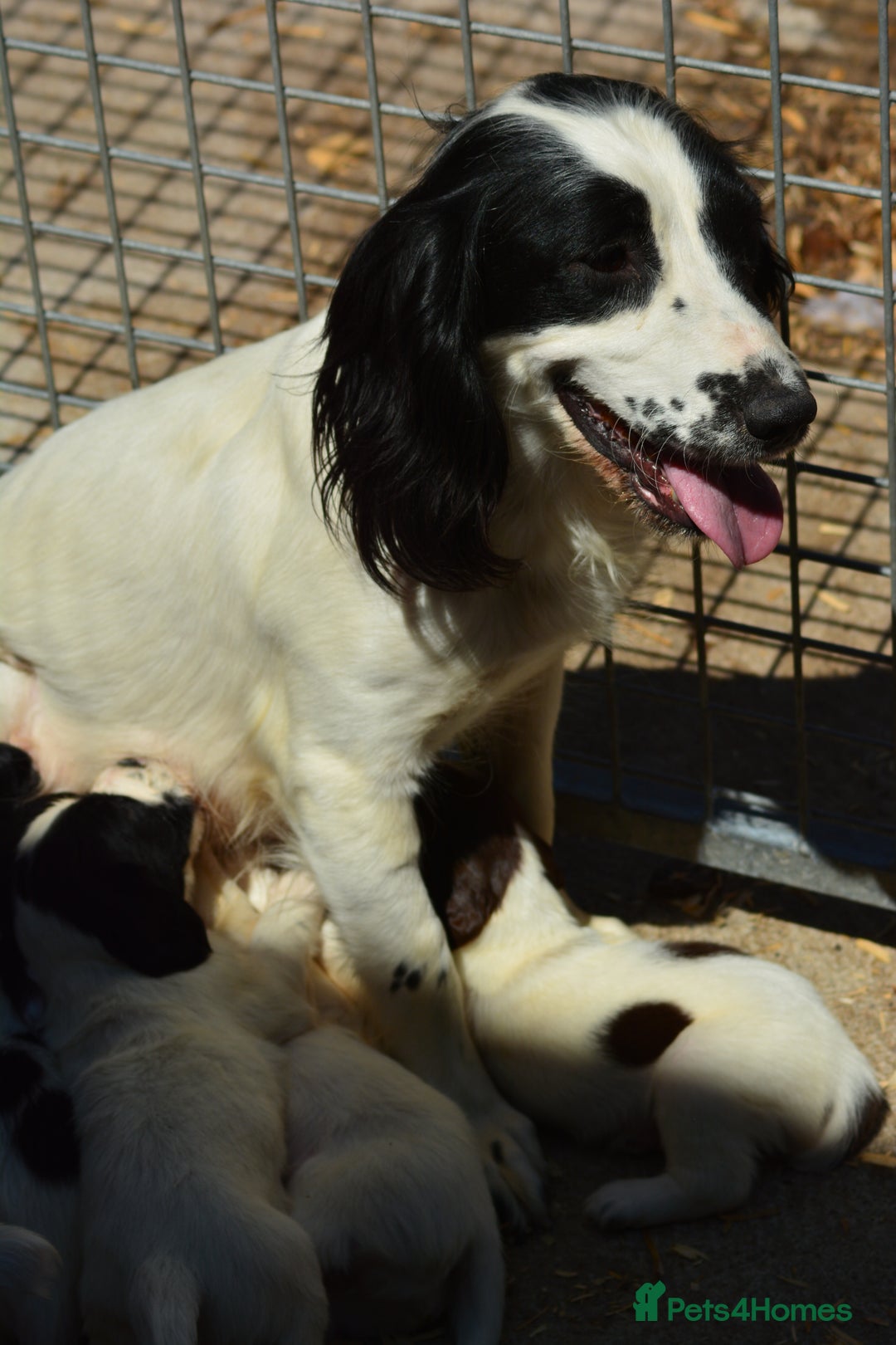 English Springer Spaniel dogs for sale: KC 10 week old Springer Spaniel puppies - Image 11