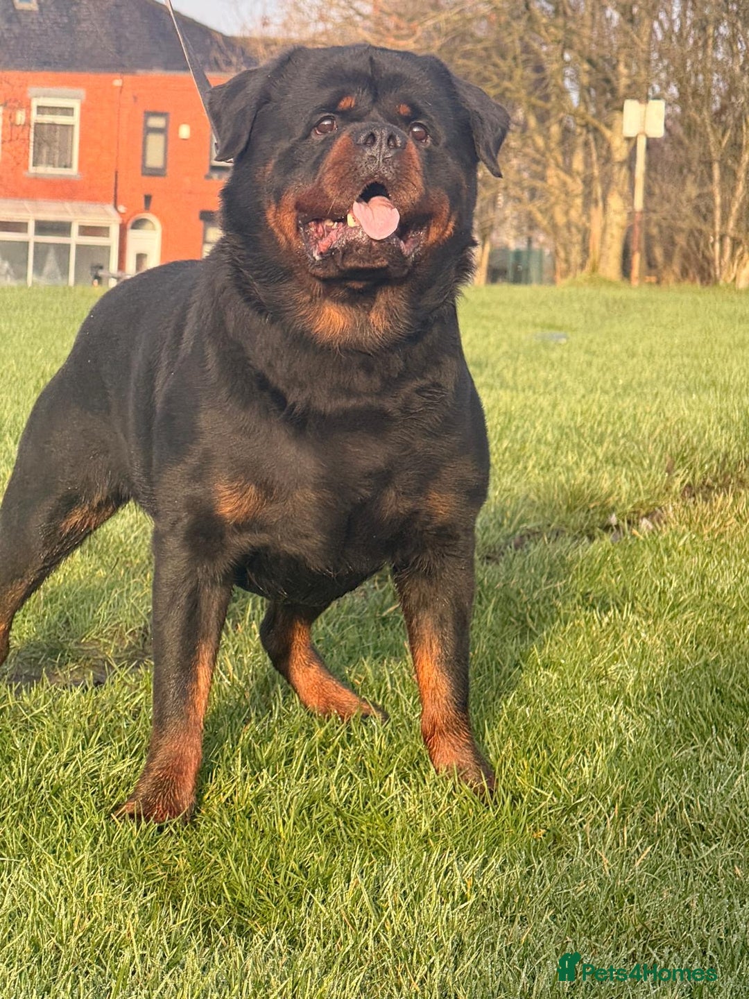 Rottweiler dogs for stud: Top quality health tested kc male German X serbian - Advert 6