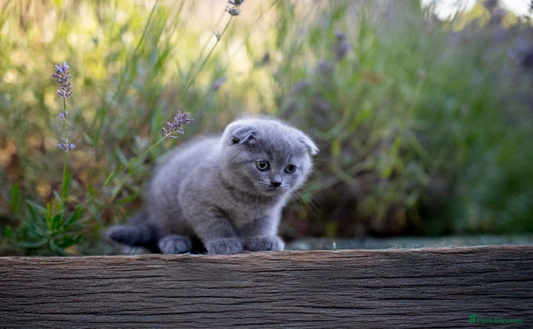 Scottish Fold cats - Advert 16