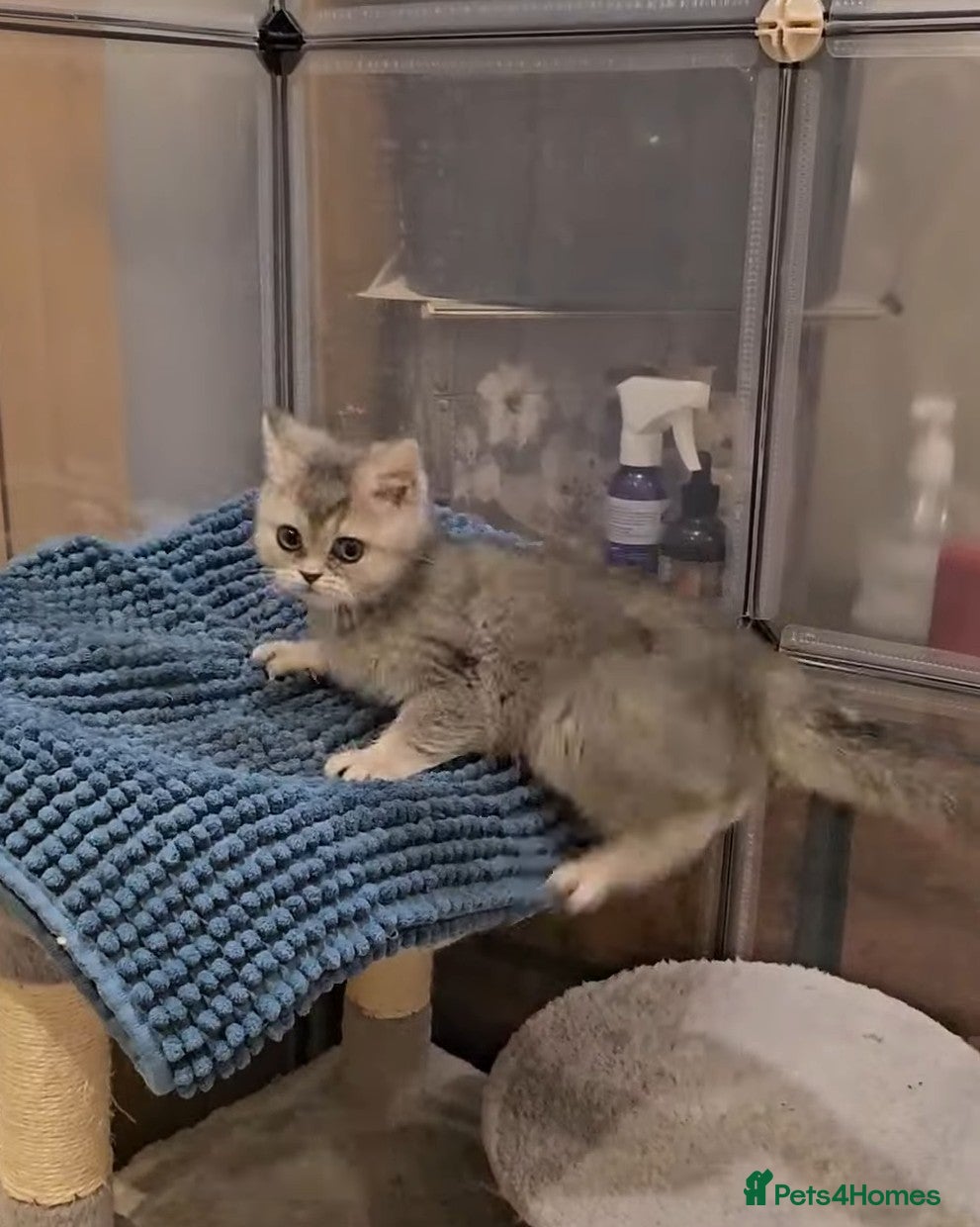 British Shorthair cats Blue golden  girl Tica registered  - Advert 3