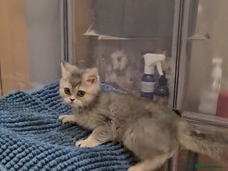 British Shorthair cats Blue golden girl Tica registered - Advert 7