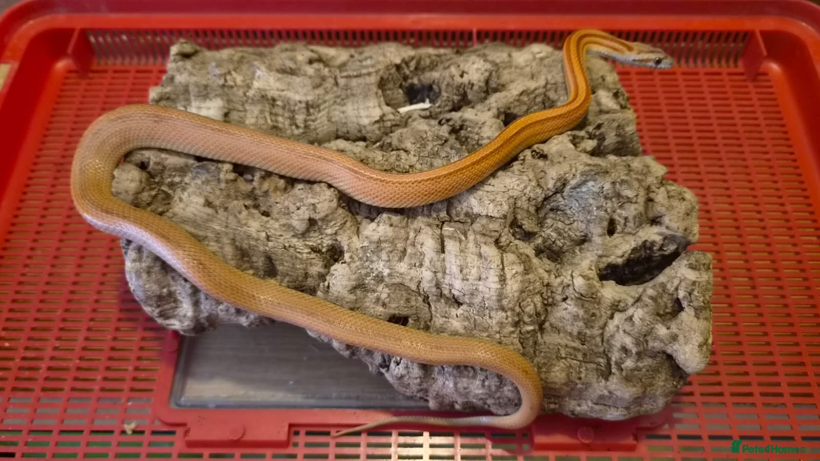 Corn Snake reptiles for sale: 10 month old corn snakes - Advert 2