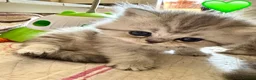 British Longhair cats for sale: Beautiful Longhaired Kittens  - Advert 9