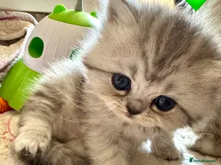 British Longhair cats Beautiful Longhaired Kittens - Advert 8