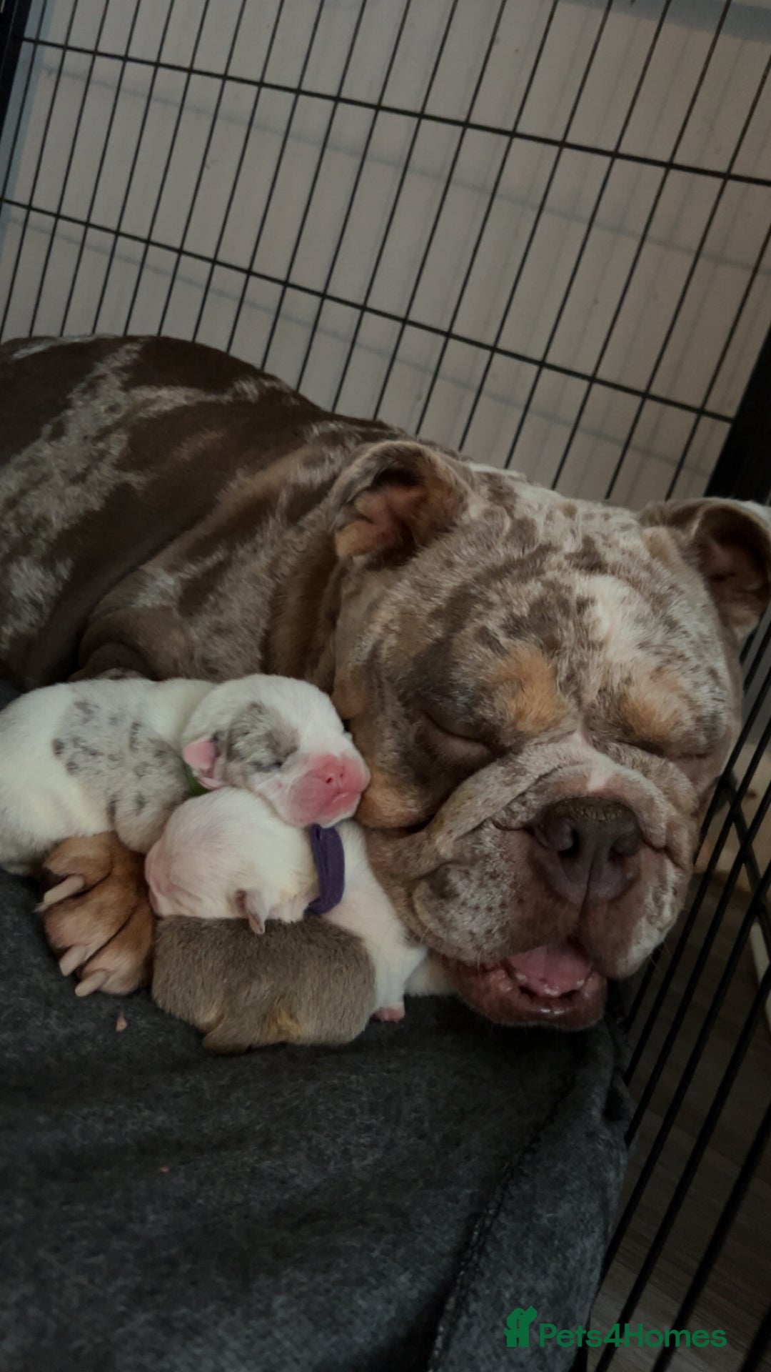 English Bulldog dogs for sale: Beautiful English bulldog puppies ***10/10DNA - Image 2