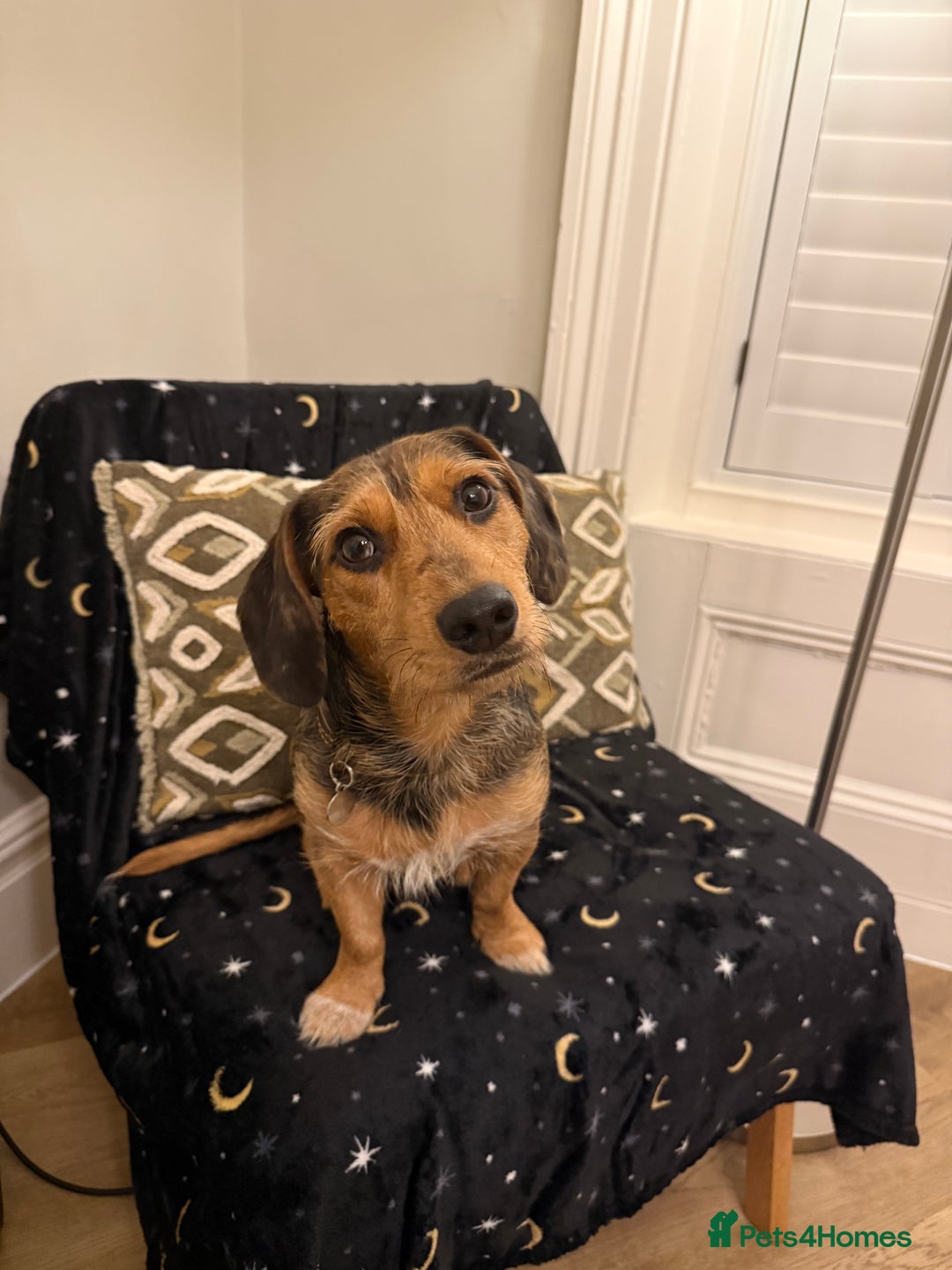 Mixed Breed dogs for sale: Bentley looking for a loving home - Advert 3