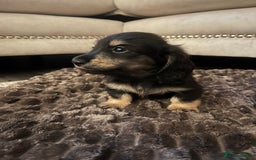 Miniature Dachshund dogs for sale: KC Reg PRA Clear Miniature Dachshunds  - Image 3