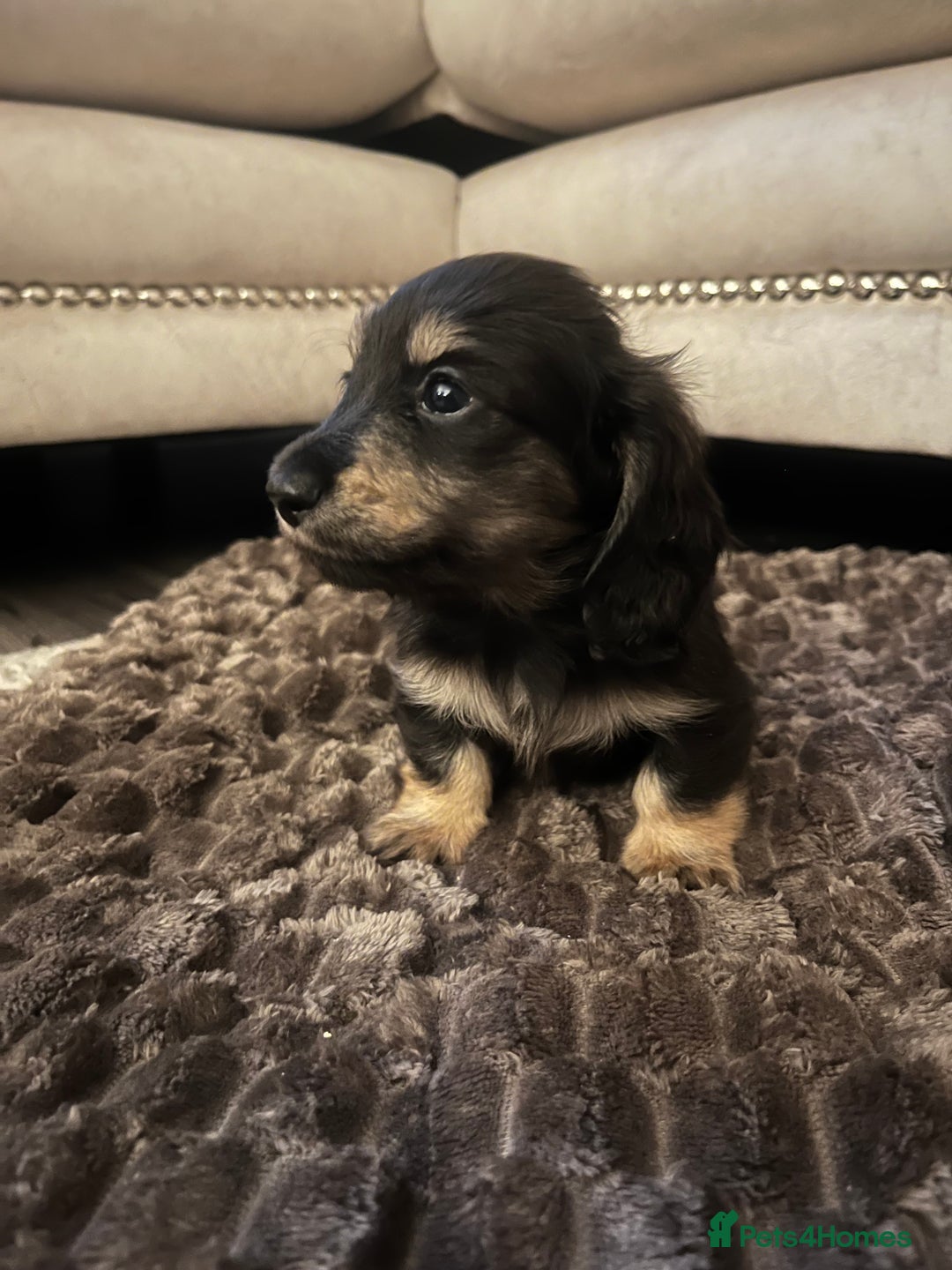 Miniature Dachshund dogs for sale: KC Reg PRA Clear Miniature Dachshunds  - Image 3