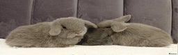 Mini Lop rabbits for sale: Gorgeous Mini Lop Babies for sale - Advert 2