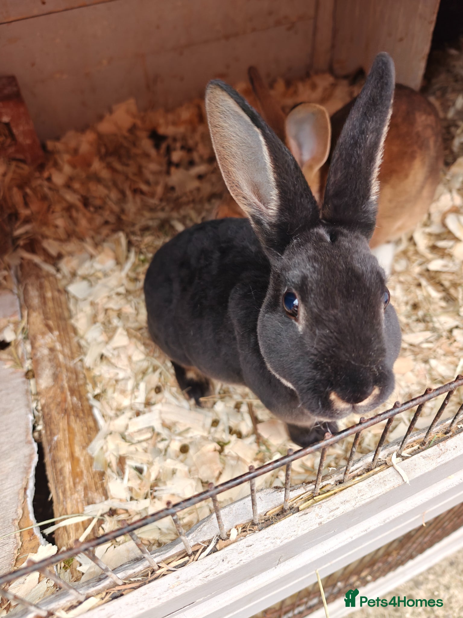 Rex rabbits Mini Rex & English Spot x Rabbits  - Advert 6