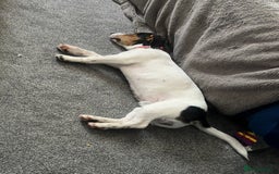 Mixed Breed dogs for sale: 8 month old pup Dobby  - Image 4