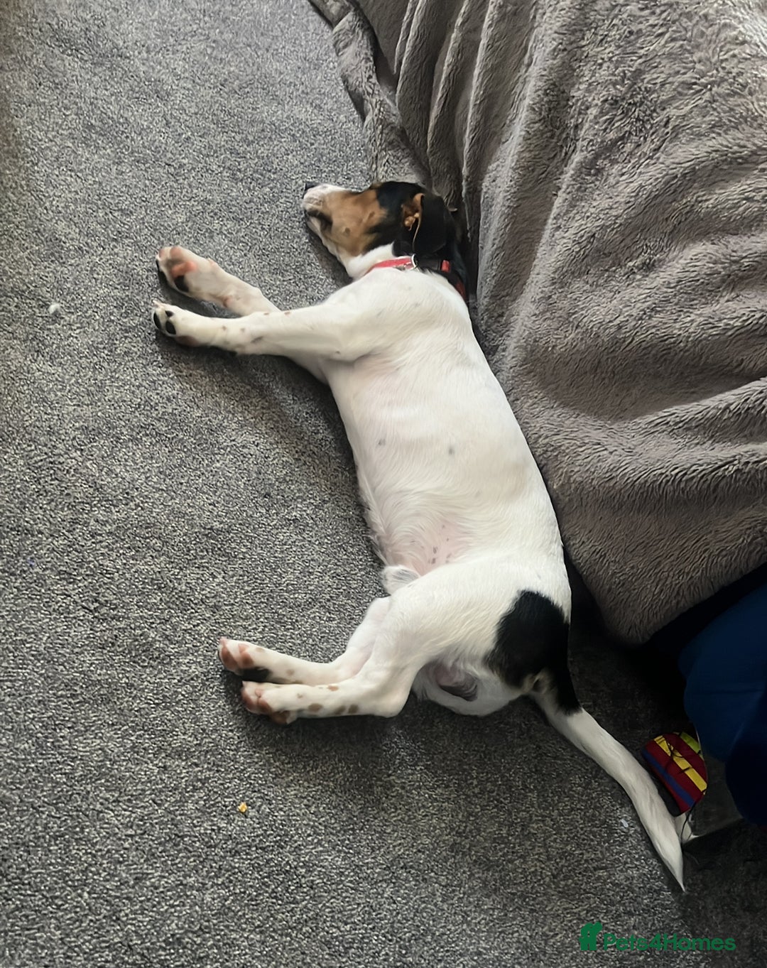 Mixed Breed dogs for sale: 8 month old pup Dobby  - Image 4