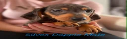 Miniature Dachshund dogs for sale: Miniature dachshund  - Advert 3