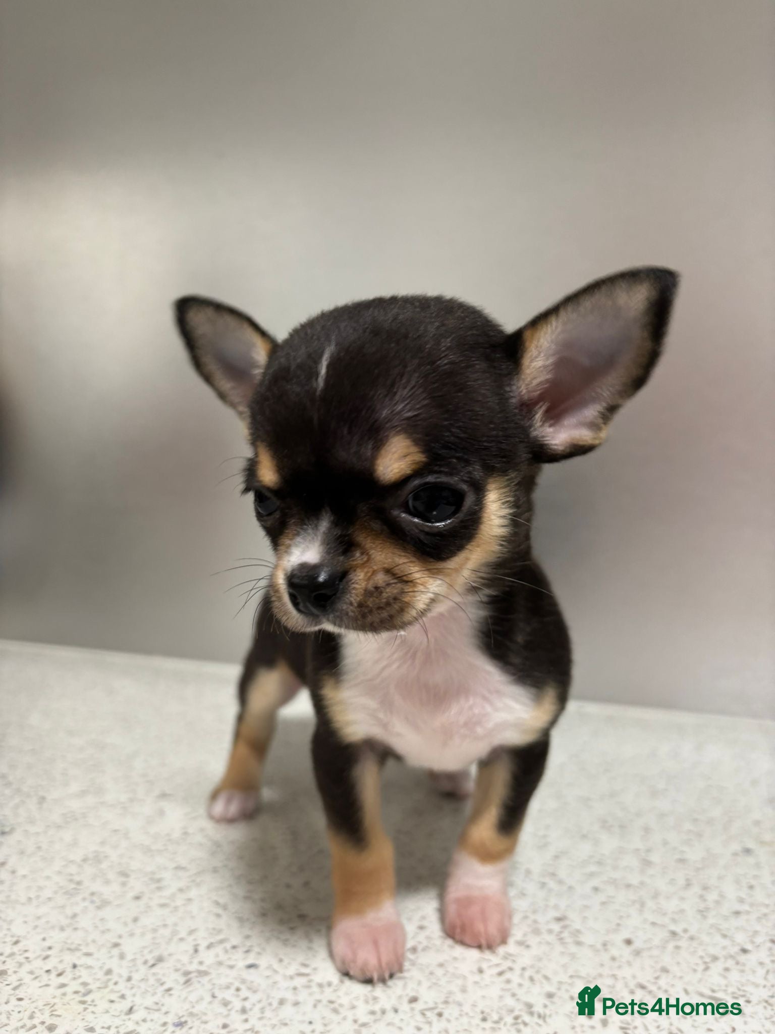 Chihuahua dogs Beautiful Chihuahua Puppies - Ready to Meet  - Advert 12