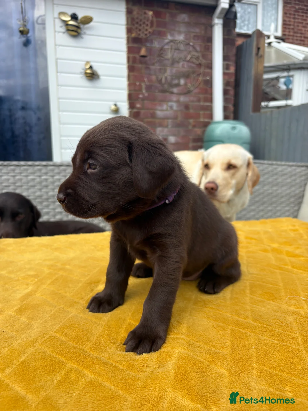 Labrador Retriever dogs for sale: Family breed labradors  - Advert 28