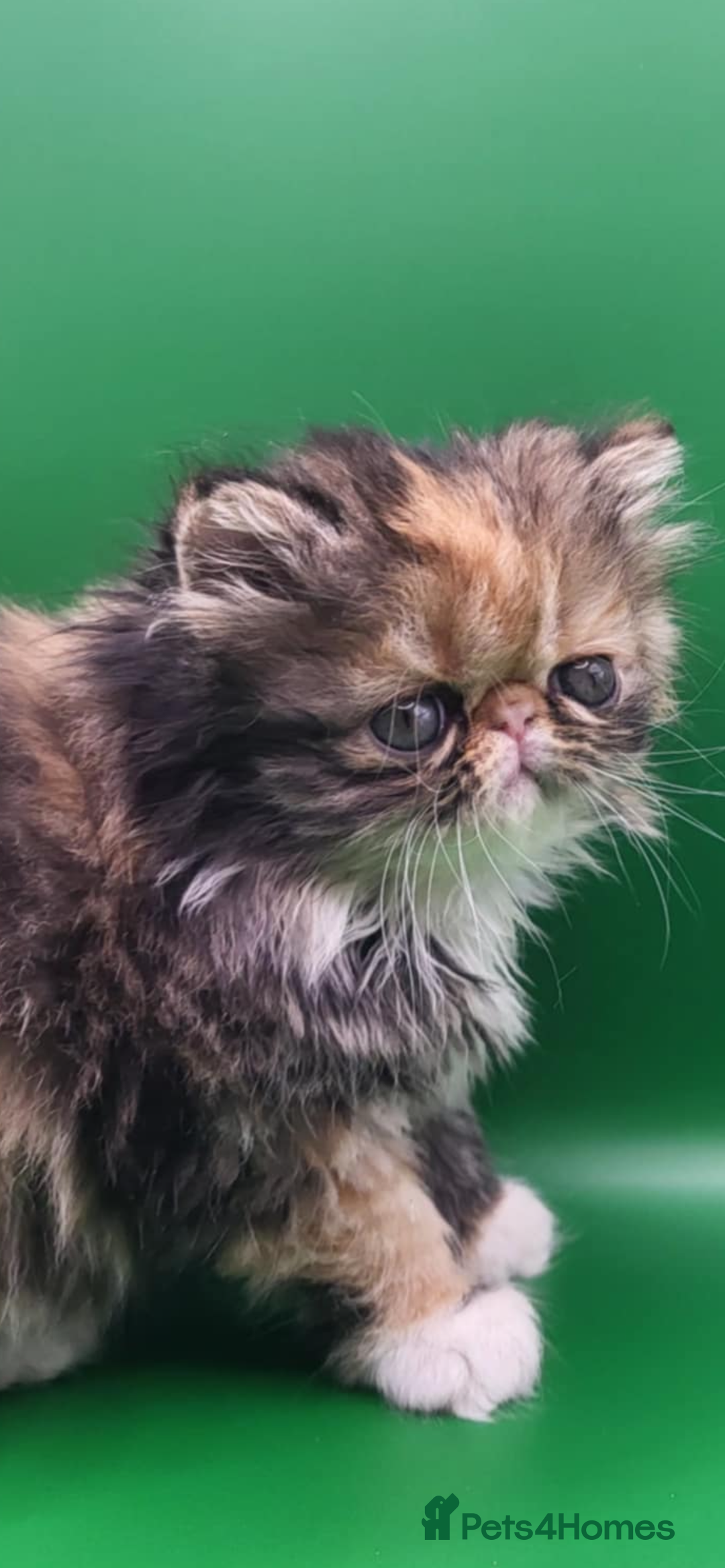 Exotic cats for sale: Exotic kittens  - Advert 33