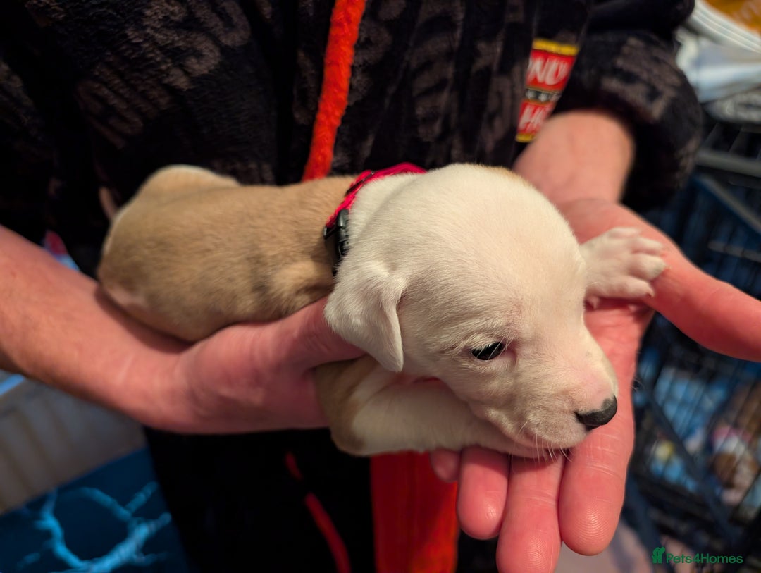 Mixed Breed dogs for sale: Staffy X pups  - Advert 30