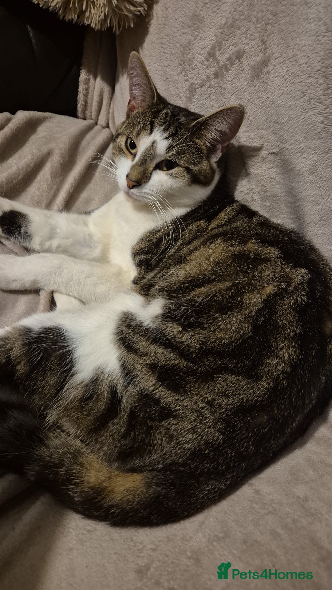 Tibetan cats for sale: Beautiful male cat - Advert 3