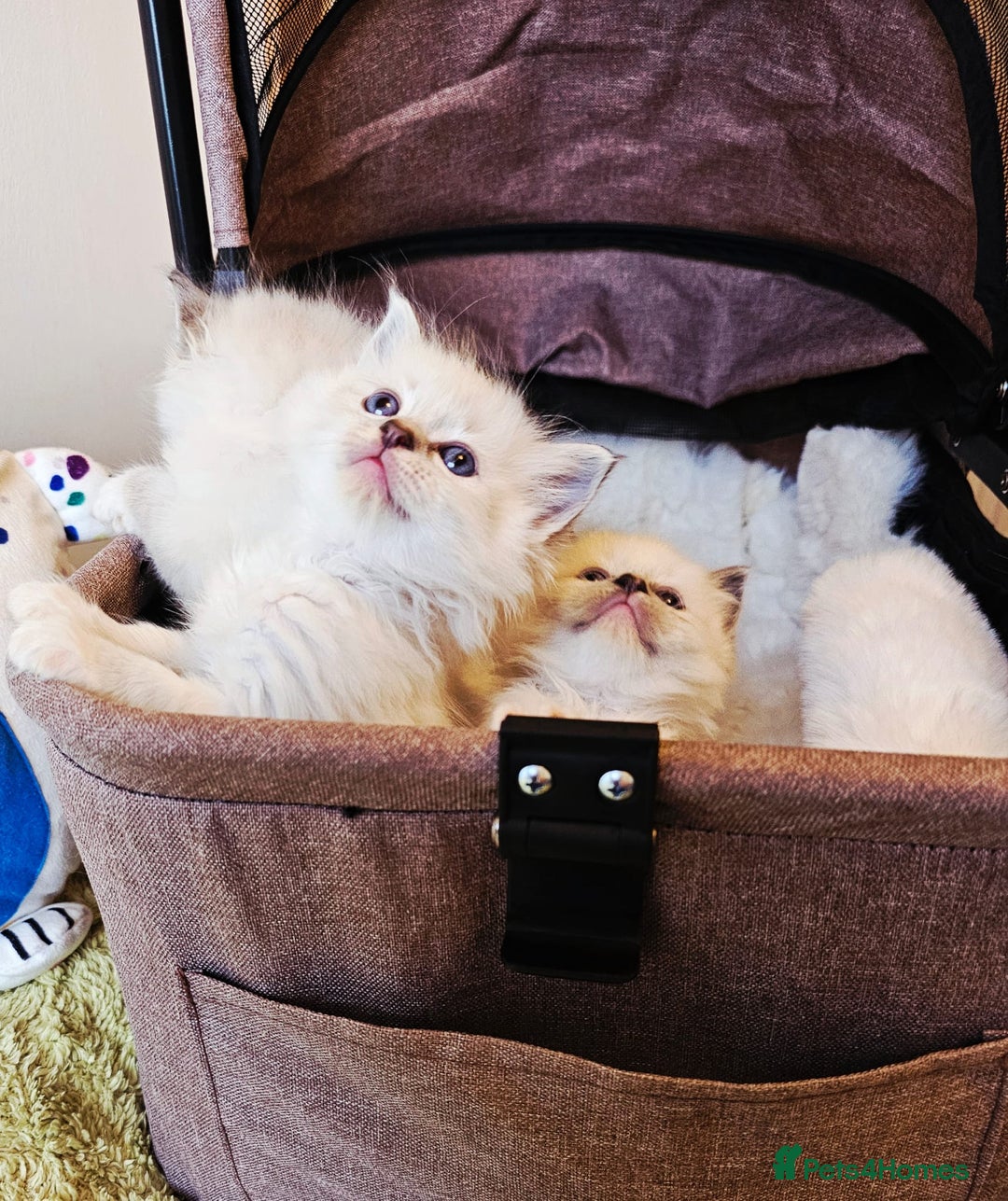Ragdoll cats for sale: Cute Ragdoll kittens  - Advert 4