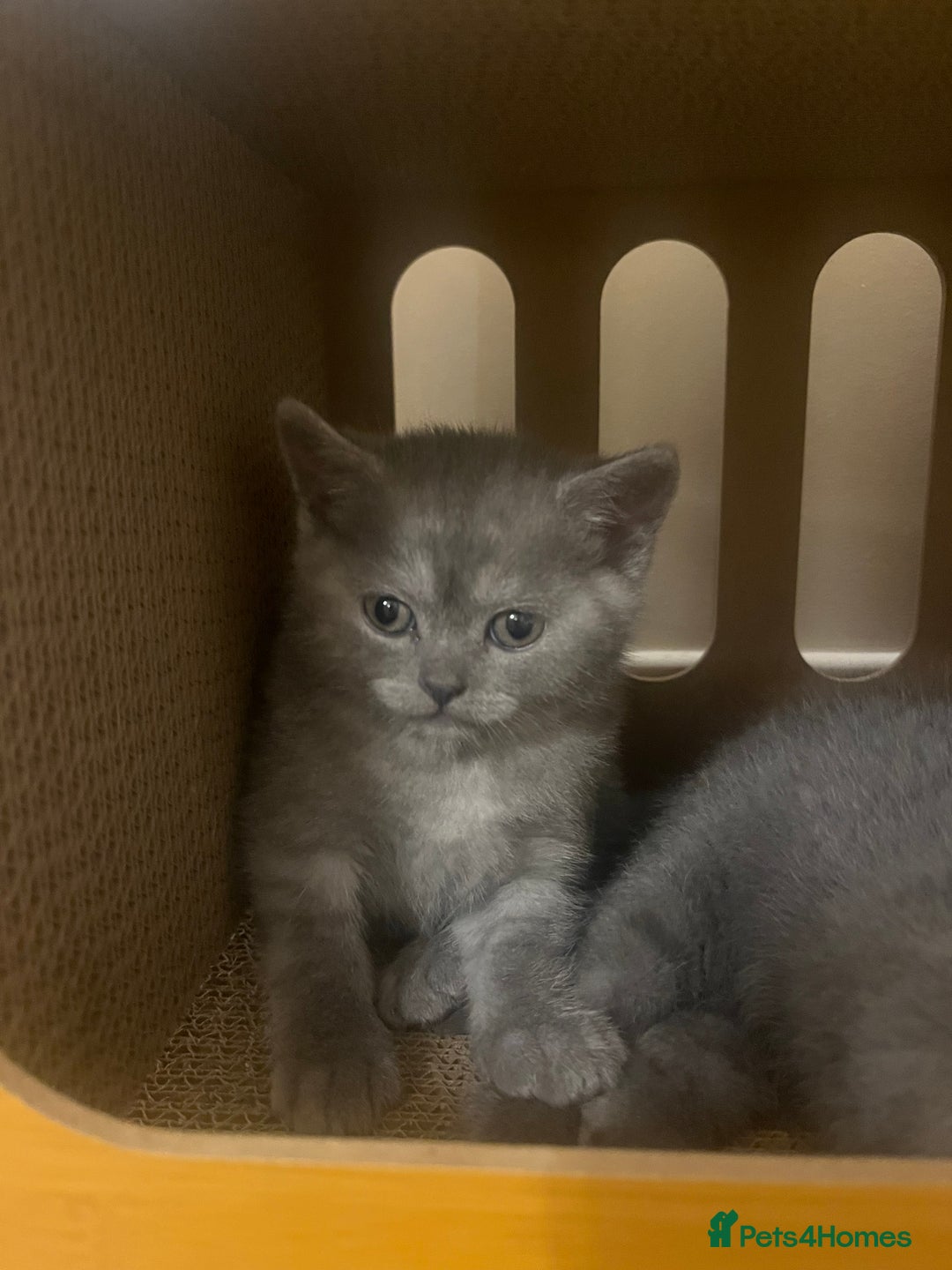 British Shorthair cats for sale: Beautiful BSH kittens, 1 girl, 1 boy available  - Advert 7