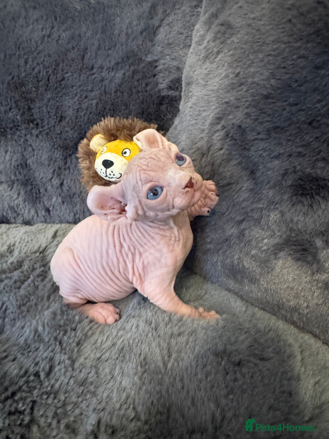 Sphynx cats for sale:  🔥Sphynx and Elf kittens 🔥 - Advert 16