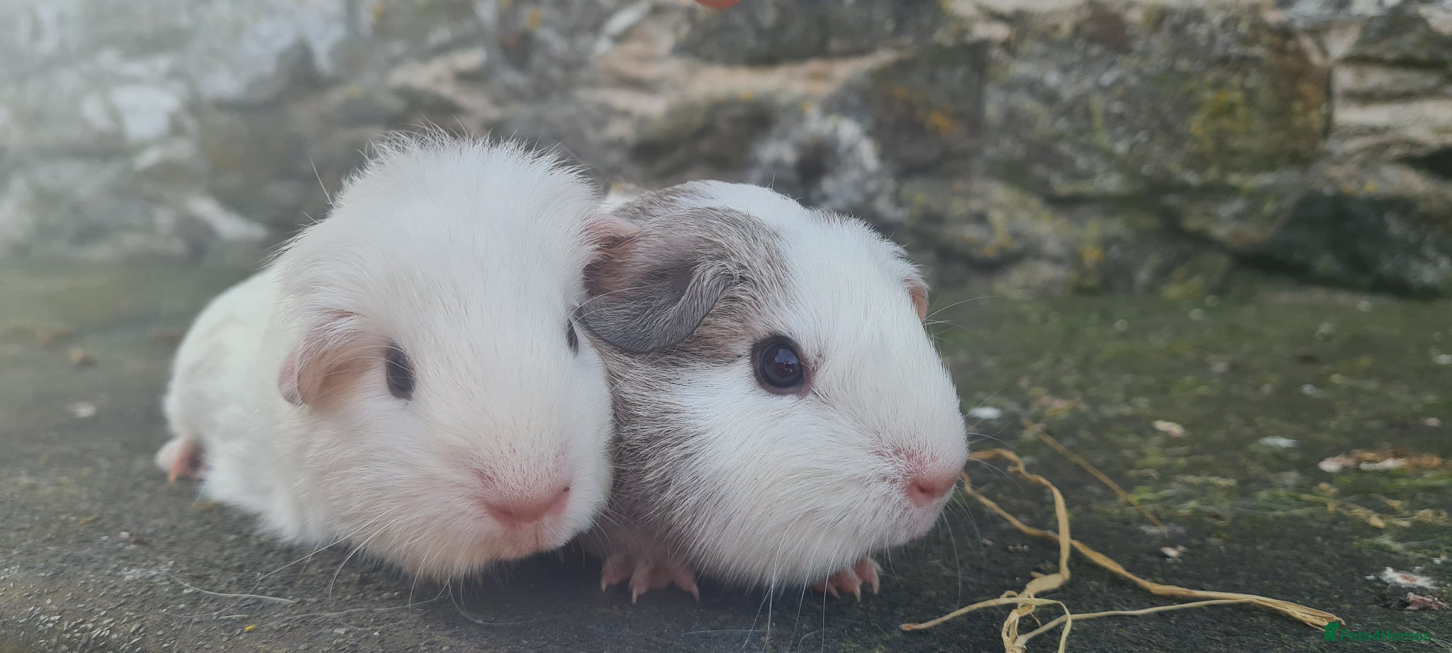 Guinea Pig rodents for sale: Female smooth haired guinea pigs - Advert 1