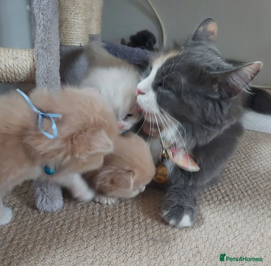 Ragdoll cats for sale: X6 Beautiful Ragdoll/Persian "Perdoll" Kittens - Advert 38