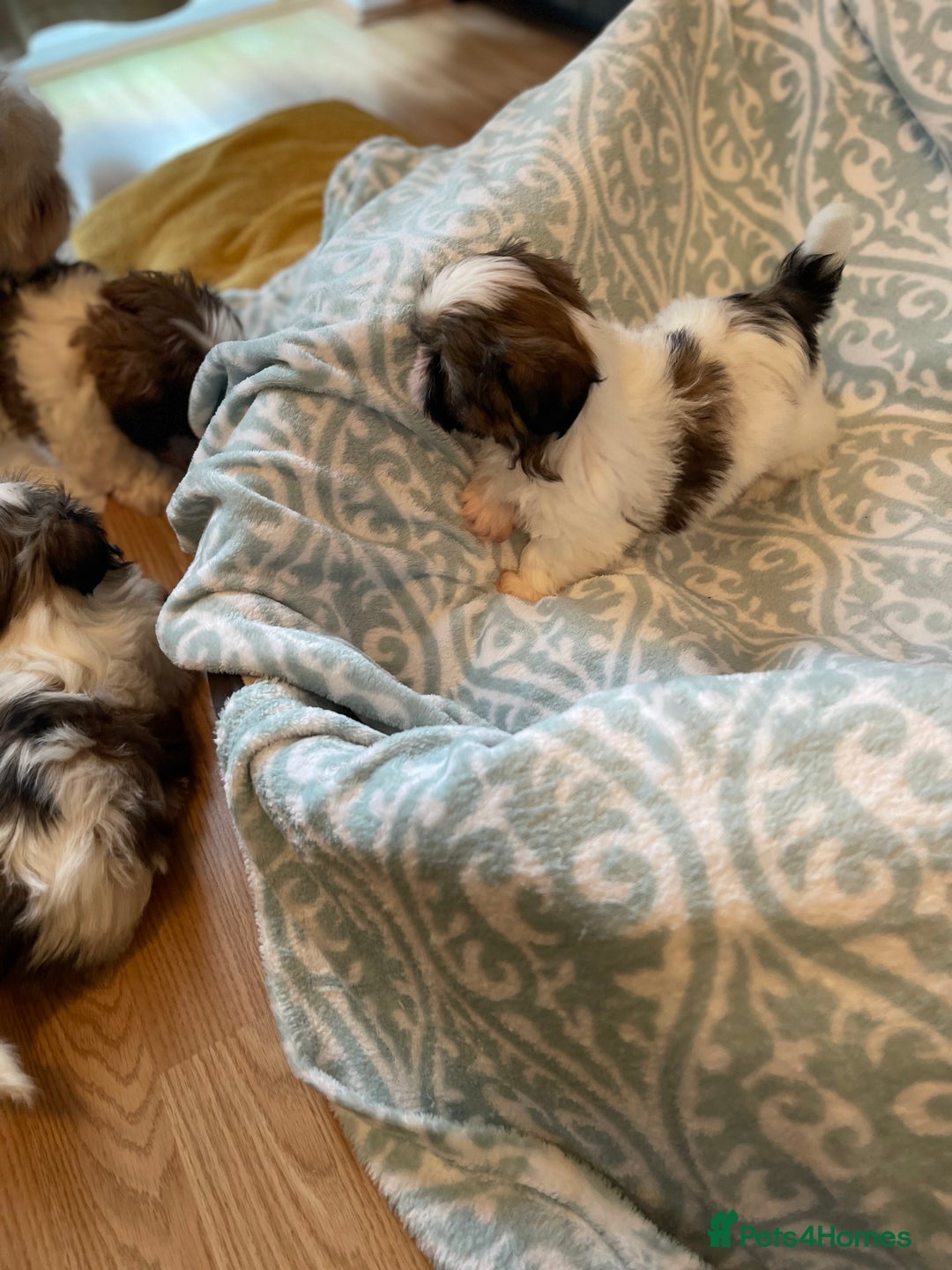 Shih Tzu dogs for sale: Shihtzu  puppies for sale  - Image 3