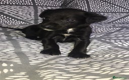 Mixed Breed dogs for sale: 8 cocker spaniel mixed breed puppy's  - Image 4