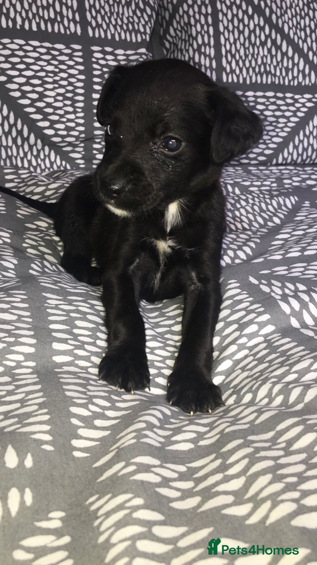 Mixed Breed dogs for sale: 8 cocker spaniel mixed breed puppy's  - Image 4