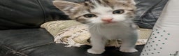 Mixed Breed cats for sale: Kittens for sale!  - Advert 7